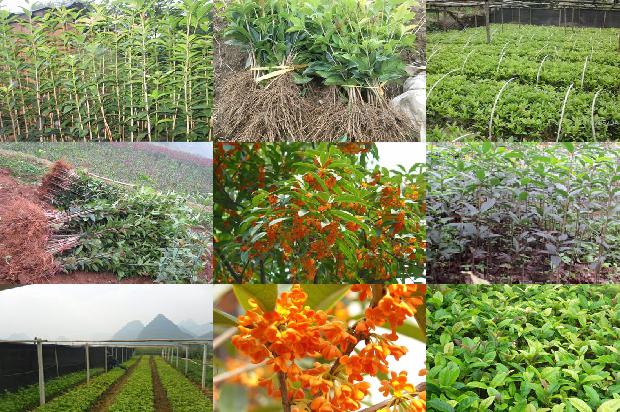 桂花树能栽在家门口吗1676596314430