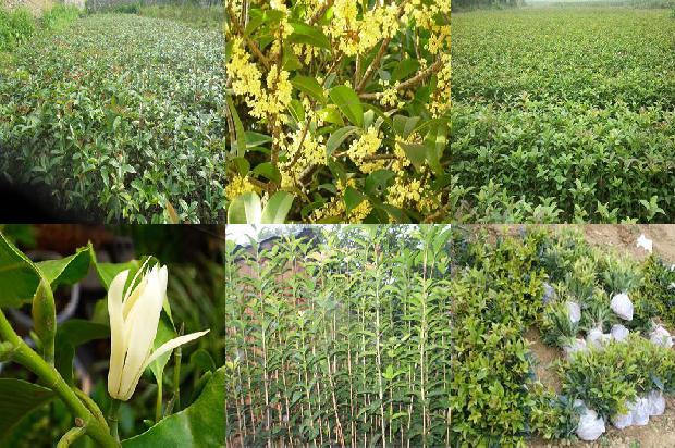 桂花树枯叶用什么药治1676596398982