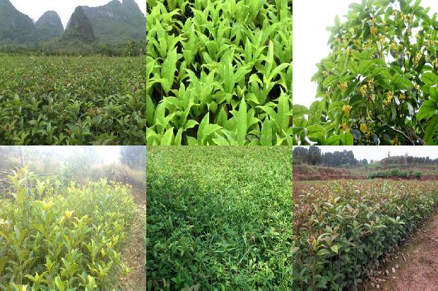 桂花树枯叶用什么药治1676596398994