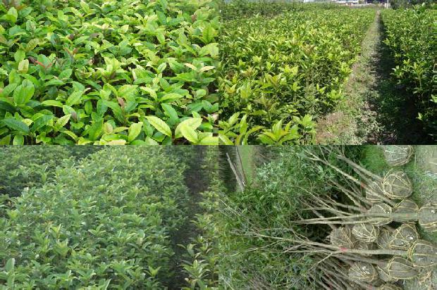 桂花树可以在家养吗1676596459381