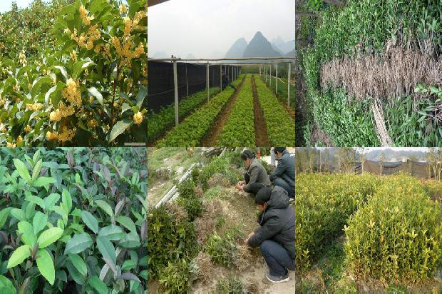 桂花树可以拿弯吗1676679824463