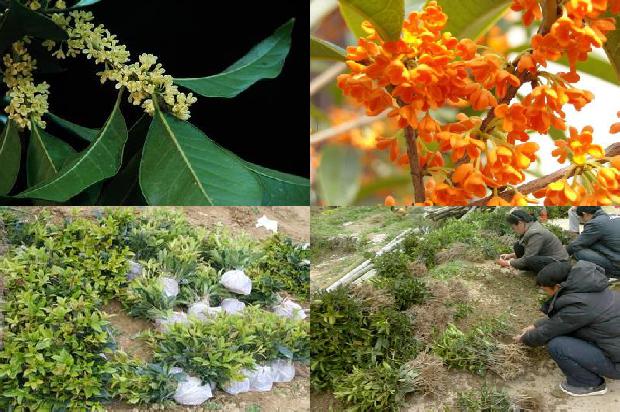 桂花树移植季节1676680532296