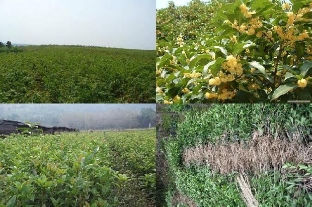 桂花树怎么栽植成活1676680997367