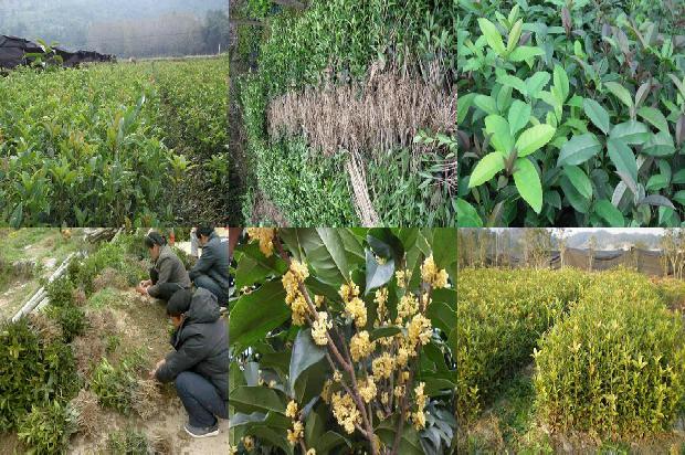 桂花树怎么栽植成活1676680997380