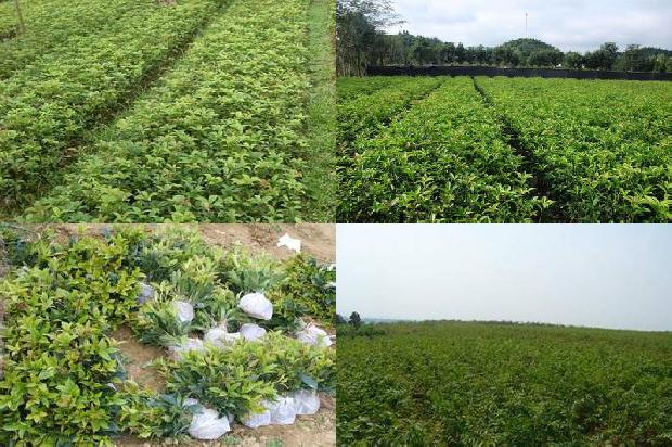 桂花乌龙茶多少钱一斤袋装1689467570283