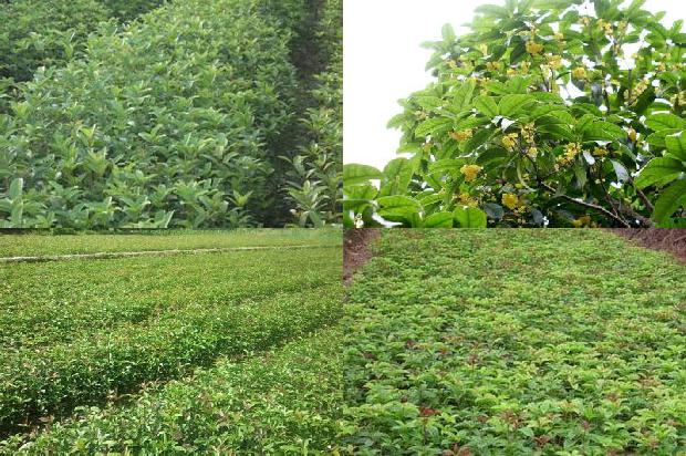 桂花茶用什么桂花好1688949145820