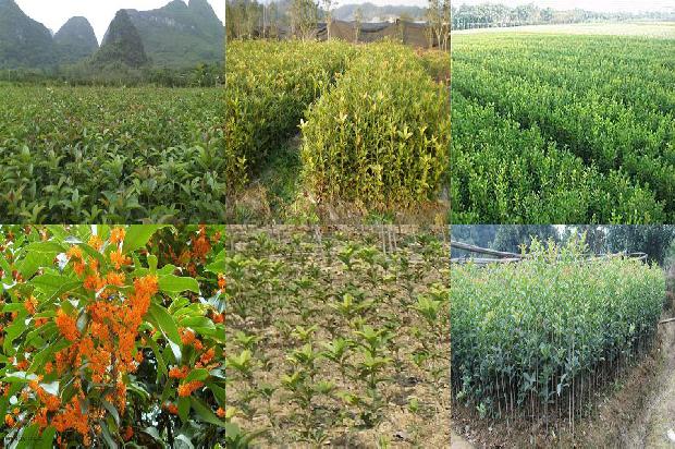 桂花树在什么季节开花1676681764545