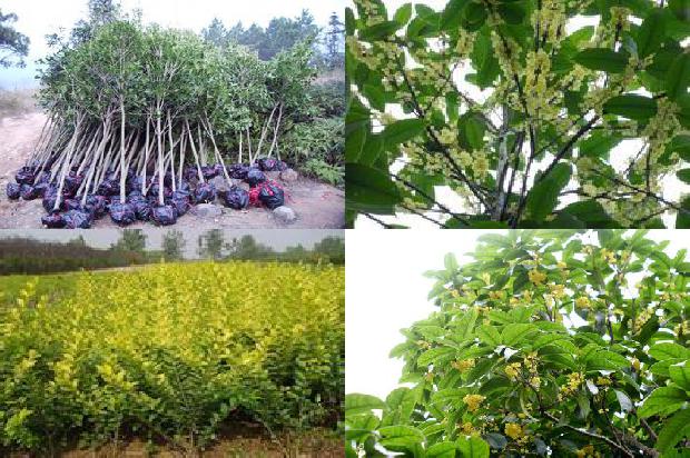 桂花树在什么季节开花1676681764551
