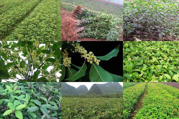 桂花树栽种季节1676681956579