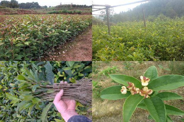 现在适合种桂花树吗农村1690591453754