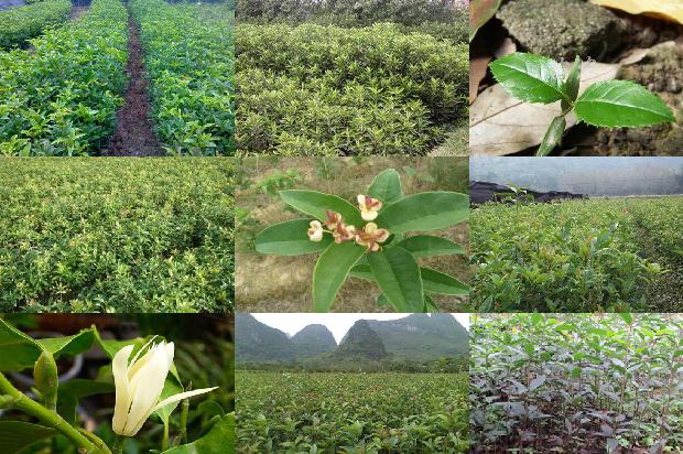15公分桂花树基地1676682114392