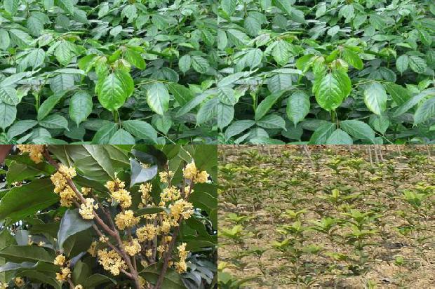 桂花乌龙茶怎么泡最好喝1689467135437