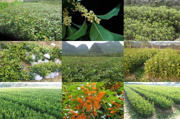 桂花树树根大吗1676682267961