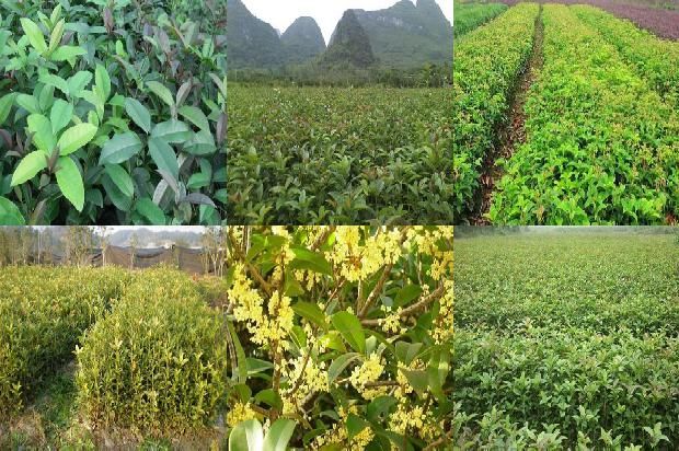 桂花树树叶干枯怎么办1676682290222