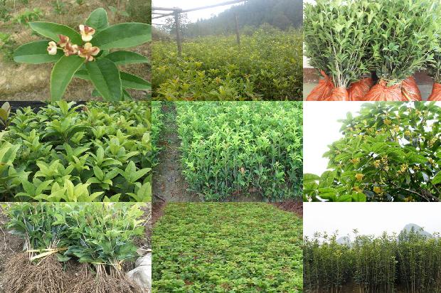 桂花树施肥离树干多远最好1688433885440
