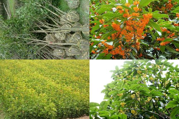 月桂树开花是桂花吗?1689838489298
