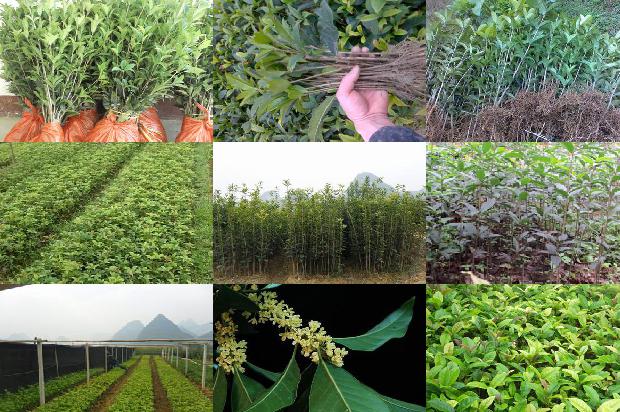 12公分的桂花树多少钱一根1676682742055