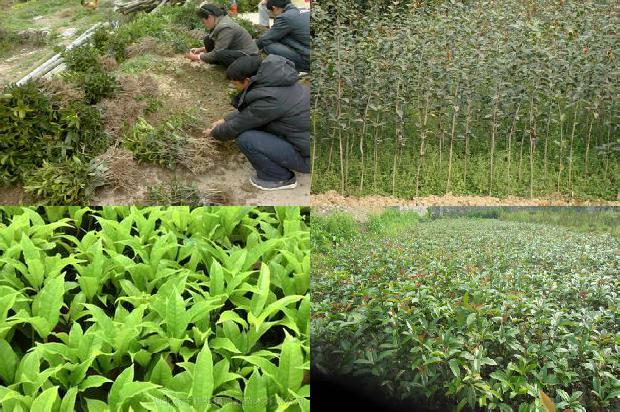 5年的桂花树多少钱一棵1676682859266