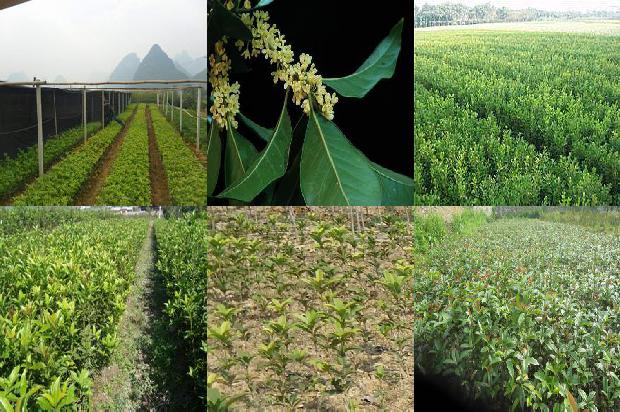 桂花树小苗种植厂家1676766084318