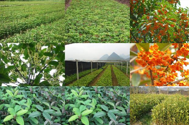 适宜北方的四种桂花树1676766267011