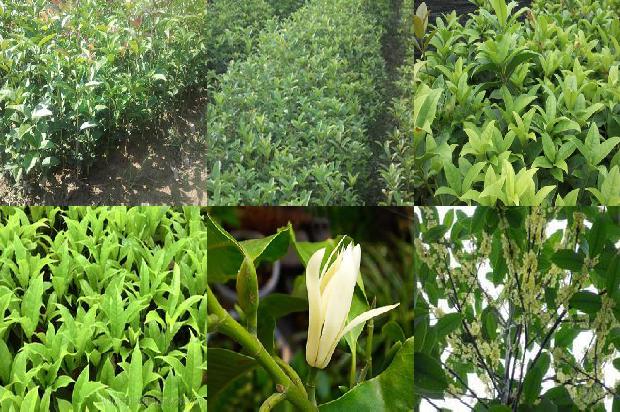 桂花树是在什么季节开花1676766305549