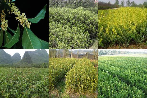 桂花树苗最新价格多少一棵1689725918869