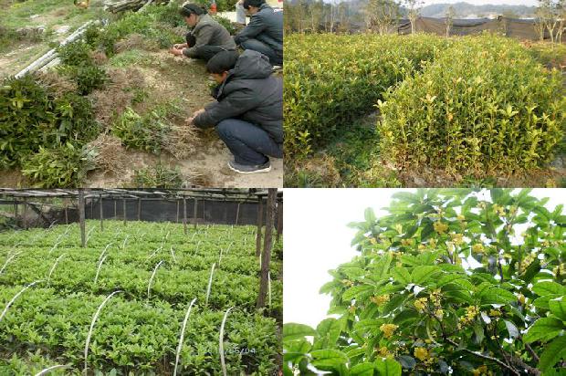 桂花树有蚂蚁要用什么药?1676766522576