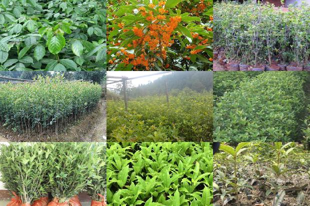 如何让桂花树枝繁叶茂1676767029582