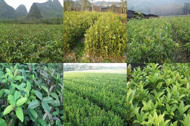 玫瑰桂花茶的禁忌和副作用1689381461306