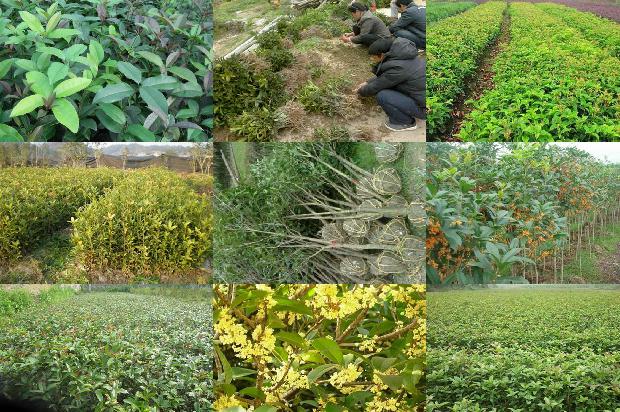 桂花和橘子皮能一起泡茶吗1689577156714