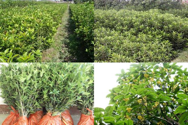 桂花木化石一公斤多少钱啊1688519318517