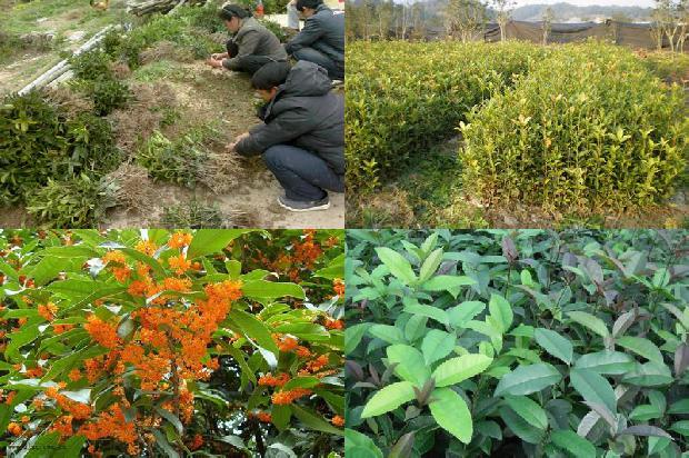 桂花树开花什么原因1676768217324