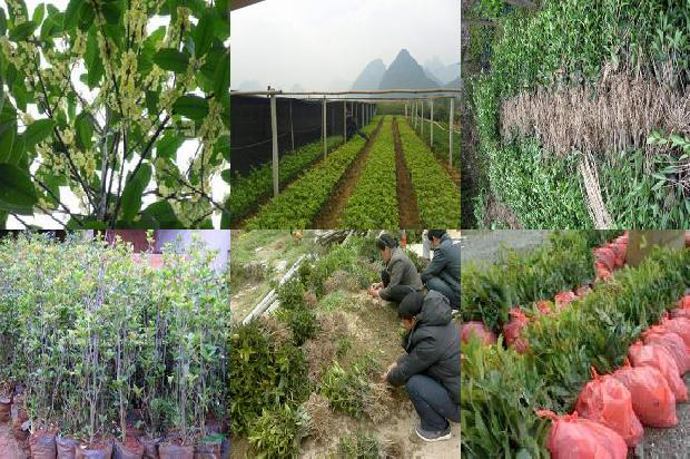 结子桂花树是什么桂花树1676768408629
