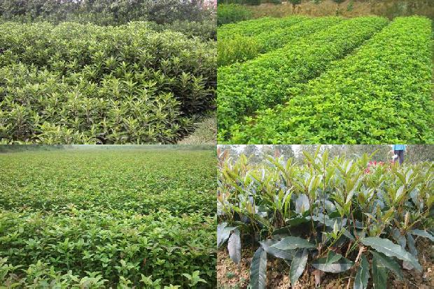 结子桂花树是什么桂花树1676768408641