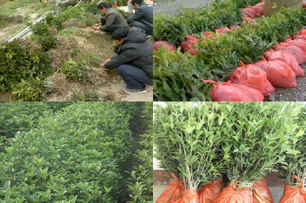 冬天的桂花树是什么样的1676768667325