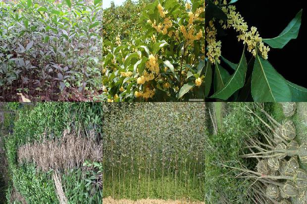 崂山桂花红茶的功效与作用及禁忌1689467282189