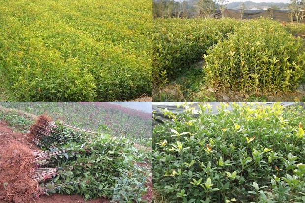 桂花树种植技术和时间1690591435895