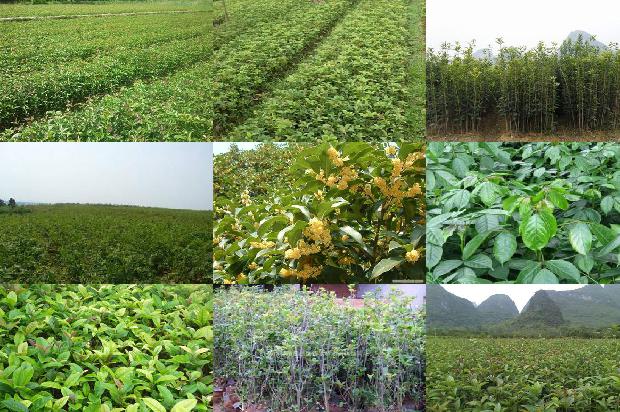 桂花树可以在北方室外种植吗1676769182261