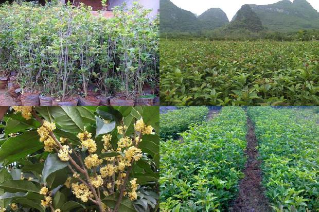 桂花树北方可以种植吗1676769569139