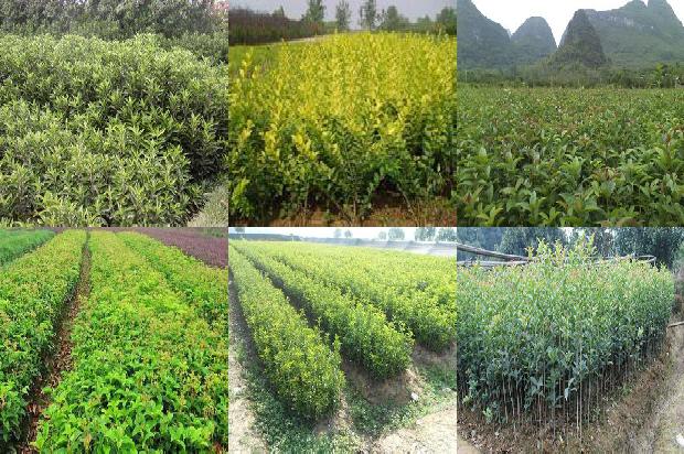 桂花树在北方可以种吗1676769777244