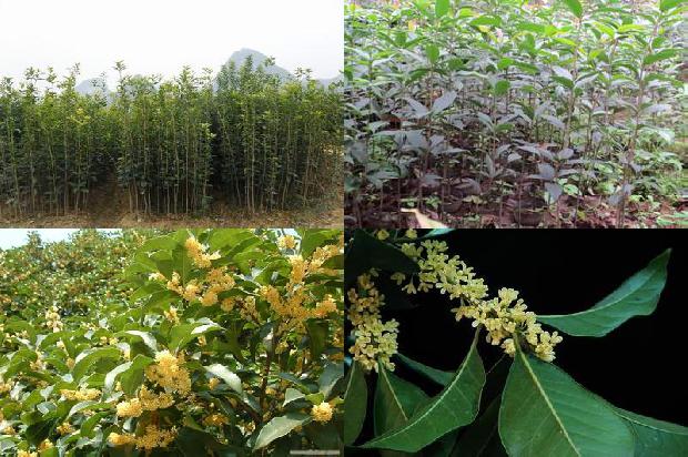 桂花什么时候种植好活1688606519899