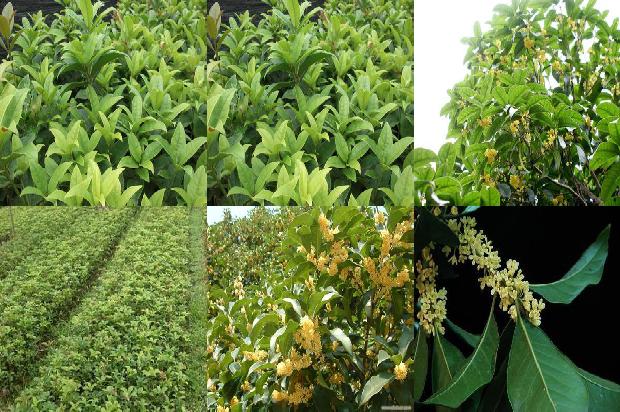 新栽桂花树怎么养1676769953531