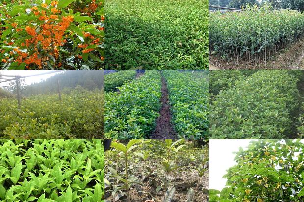 新鲜的桂花能不能泡茶喝1689035050735