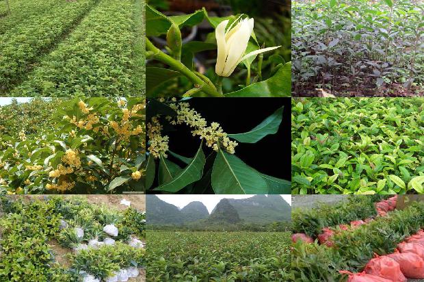 缅桂花种植1688519938927