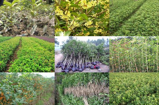 适合北方种植的桂花树1676853047064