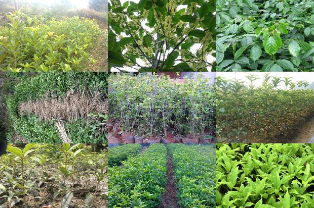 桂花树移植方法1676853262823