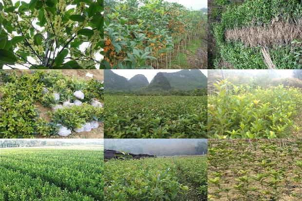 体寒可以喝桂花茶吗1689312839883