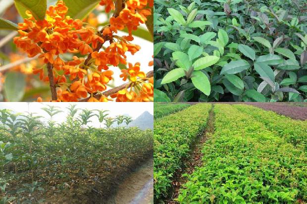 桂花树是生物吗1676854058986