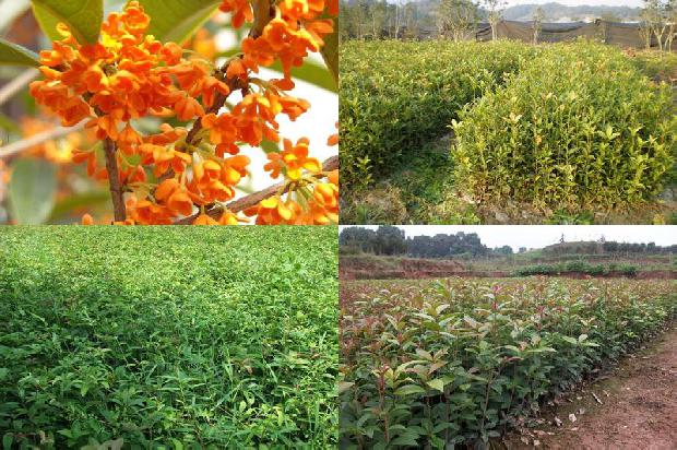 桂花树多久能长一公分粗大的根1690849880594