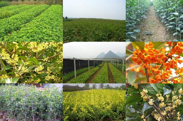 桂花树的叶子不长1676856134992